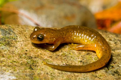 Southern torrent salamander Southern Torrent Salamander observed by jplarry on October 17 2015