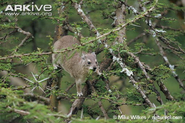 Southern tree hyrax Southern tree hyrax videos photos and facts Dendrohyrax arboreus