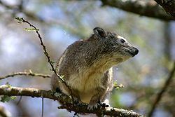 Southern tree hyrax httpsuploadwikimediaorgwikipediacommonsthu