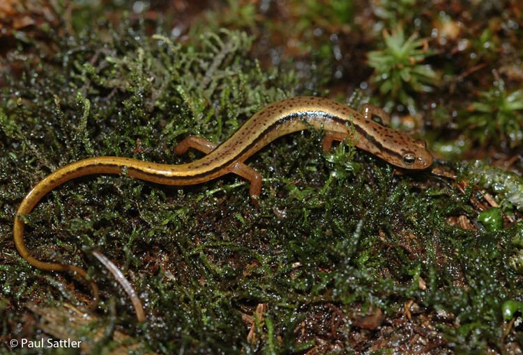 Southern two-lined salamander wwwvirginiaherpetologicalsocietycomamphibianss