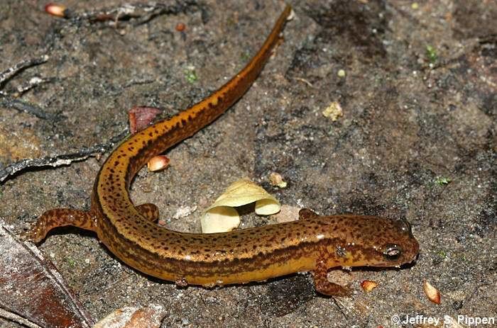 Southern two-lined salamander Southern Twolined Salamander Eurycea cirrigera
