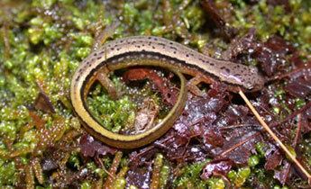Southern two-lined salamander Species Profile Southern Twolined Salamander Eurycea cirrigera
