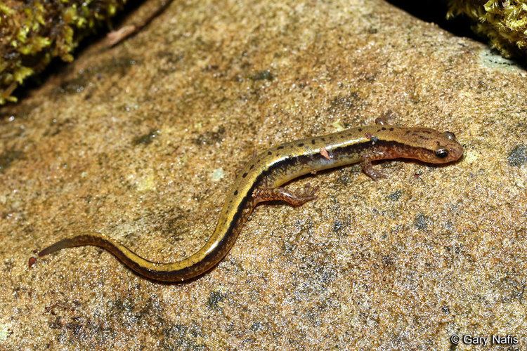 Southern two-lined salamander Southern Twolined Salamander Eurycea cirrigera