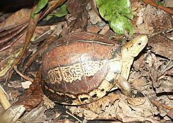 Southern Vietnamese box turtle httpsuploadwikimediaorgwikipediacommonsthu