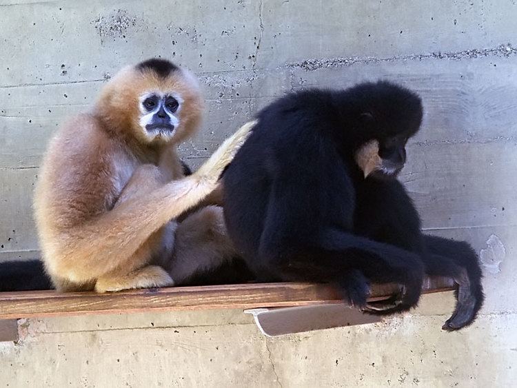 Southern white-cheeked gibbon httpsuploadwikimediaorgwikipediacommonsff