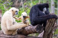 Southern white-cheeked gibbon Southern Whitecheeked Gibbon World Land Trust