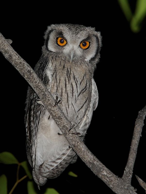 Southern white-faced owl Southern Whitefaced Owl Ptilopsis granti Information Pictures