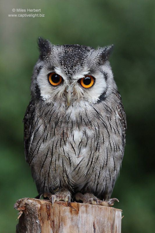 Southern white faced owl - Alchetron, the free social encyclopedia