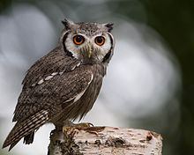 Southern white-faced owl httpsuploadwikimediaorgwikipediacommonsthu