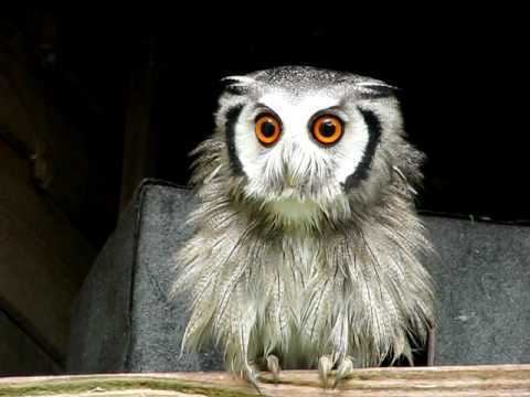 Southern white-faced owl Southern White Faced Owl 39Growler39 YouTube