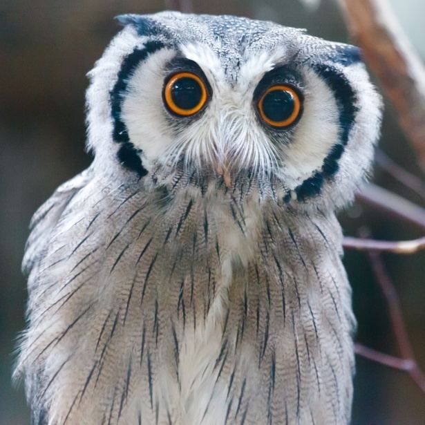 Southern white-faced owl Southern White Faced Owl Free Stock Photo Public Domain Pictures