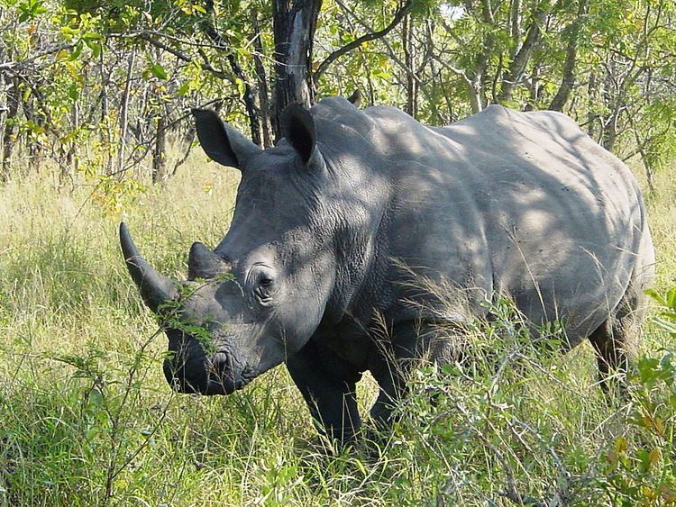 Southern White Rhino (