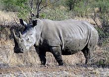 Southern white rhinoceros httpsuploadwikimediaorgwikipediacommonsthu