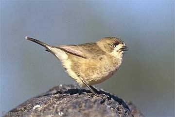 Southern whiteface wwwgraemechapmancomaucatalogueausbirds3274w