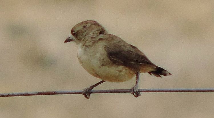 Southern whiteface Southern Whiteface Australian Bush Birds