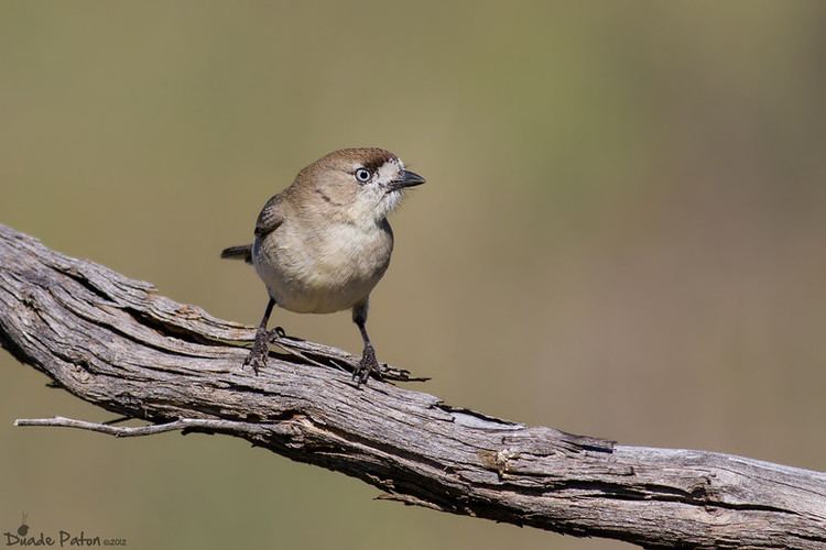 Southern whiteface Southern Whiteface Australian Bird Photos