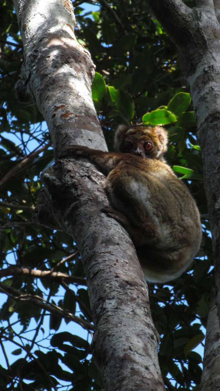 Southern woolly lemur wwwdiscoverconservationorgwpcontentuploads20