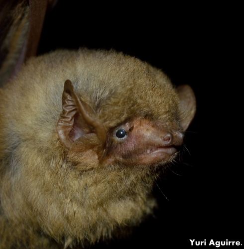 Southern yellow bat Southern Yellow Bat observed by yuriaguire88 on December 15 2013
