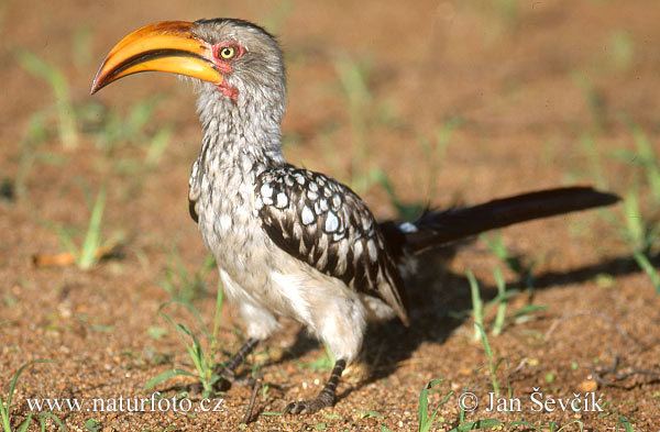 Southern yellow-billed hornbill Southern Yellowbilled Hornbill Pictures Southern Yellowbilled