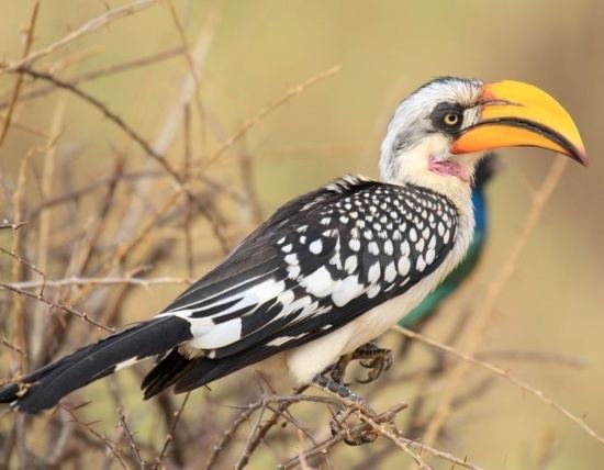 Southern yellow-billed hornbill Eastern Yellowbilled Hornbill BirdForum Opus