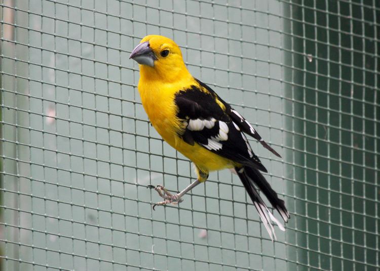 Southern yellow grosbeak Avise39s Birds of the World