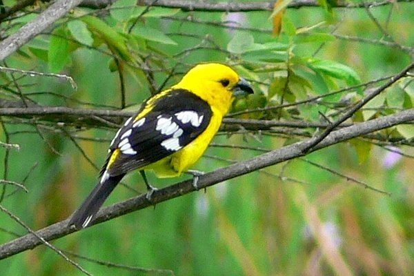 Southern yellow grosbeak Yellowrumped Cacique Related Keywords amp Suggestions Yellowrumped