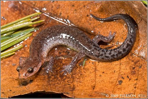 Southern zigzag salamander Flickriver Photoset 39Southern Zigzag Salamander Plethodon