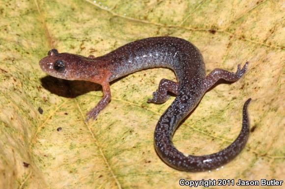 Southern zigzag salamander Southern Zigzag Salamander Plethodon ventralis