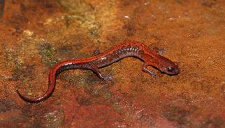 Southern zigzag salamander Southern Zigzag Salamander Outdoor Alabama