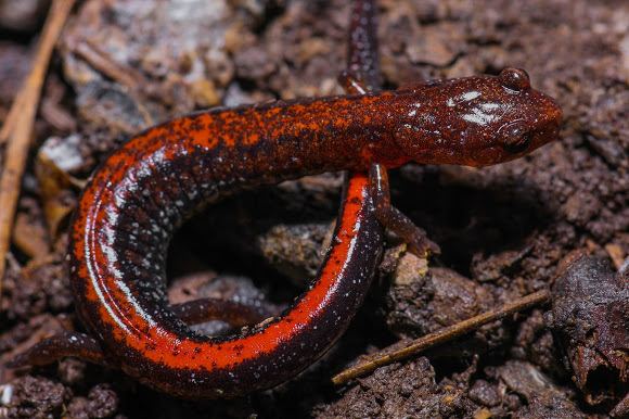 Southern zigzag salamander Southern Zigzag Salamander Project Noah