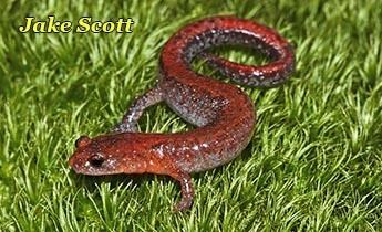 Southern zigzag salamander srelherpugaedusalamanderspicspleven210jpg