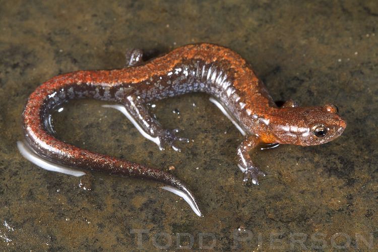 Southern zigzag salamander Plethodon ventralis Southern Zigzag Salamander Adult from Flickr