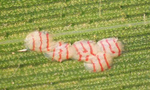 Southwestern corn borer Southwestern Corn Borer Identification amp Scouting Integrated Pest