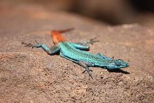 Soutpansberg flat lizard httpsuploadwikimediaorgwikipediacommonsthu