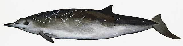 Sowerby's beaked whale The Beaked Whale Resource Sowerby39s Beaked Whale