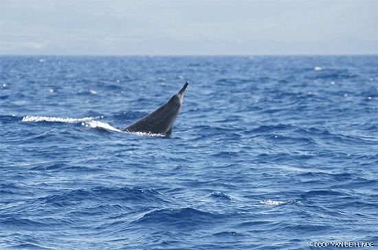 Sowerby's beaked whale Sowerby39s Beaked Whales Mesoplodon bidens MarineBioorg