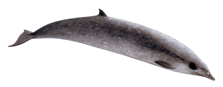 Sowerby's beaked whale Sowerby39s Beaked Whale