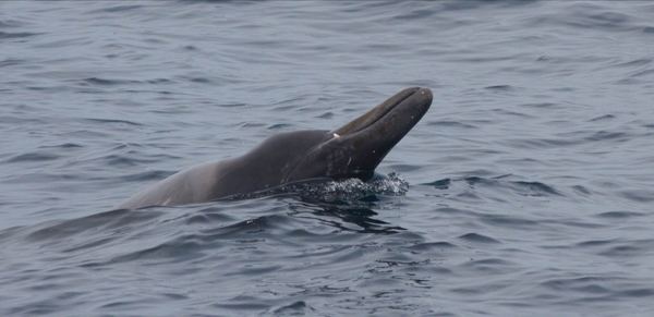 Sowerby's beaked whale Sowerby39s Beaked Whale