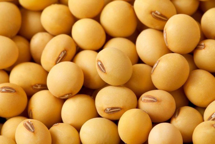 Soybean Minnesota Soybean Processors Quality Soybean Products