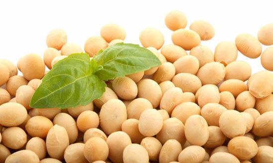 Soybean Technology of Soybean Extruding and Pressing