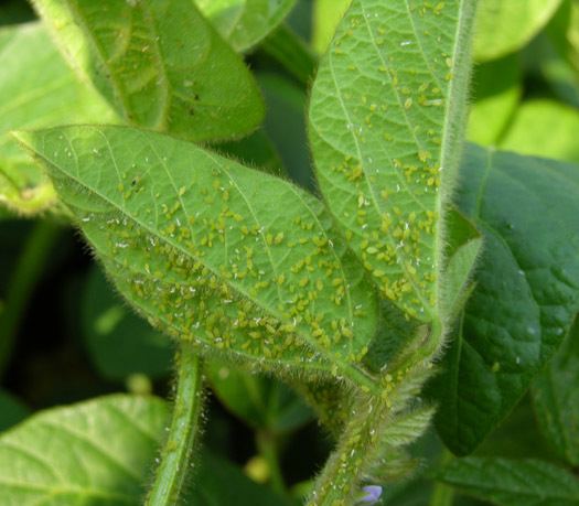 Soybean aphid soybean aphids OMAFRA Field Crop News