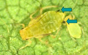 Soybean aphid Soybean Aphid Pests Soybean Integrated Pest Management IPM