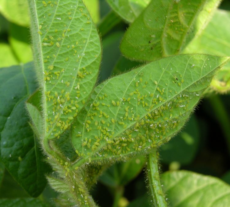 Soybean aphid Soybean Aphid Resistance