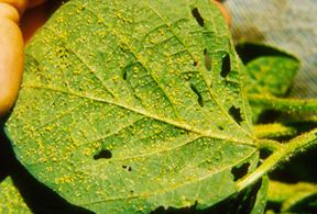 Soybean aphid Managing Soybean Aphids CropWatch University of NebraskaLincoln