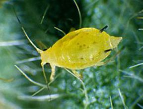 Soybean aphid It Is Time to Begin Scouting for Soybean Aphid CropWatch