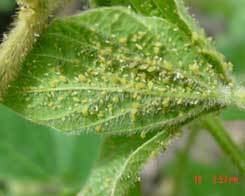Soybean aphid Soybean Aphids Late Season Management