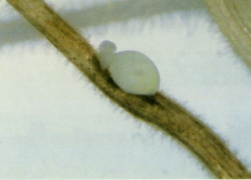 Soybean cyst nematode Soybean Cyst Nematode