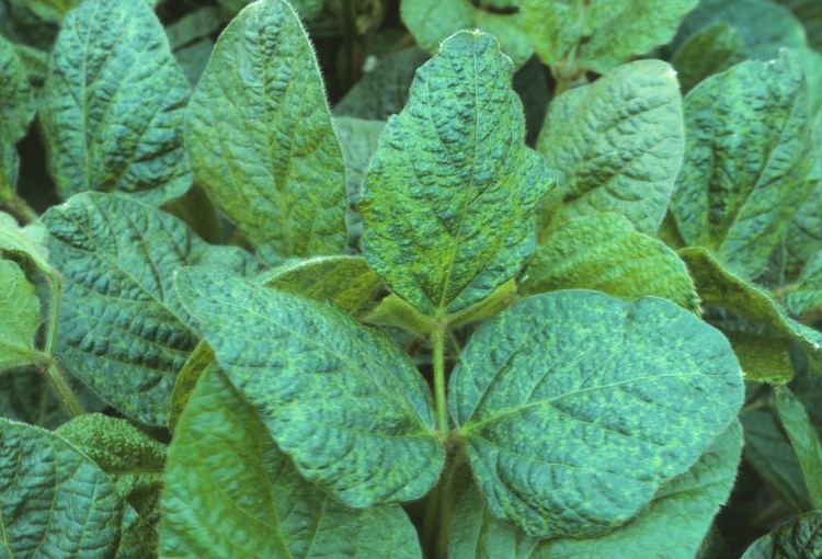 Soybean mosaic virus Virus LookaLike Symptoms in Soybean WISCONSIN FIELD CROPS PATHOLOGY