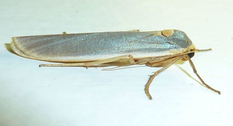 Sozusa scutellata