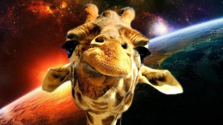 Space Giraffe Space Giraffe wallpapers
